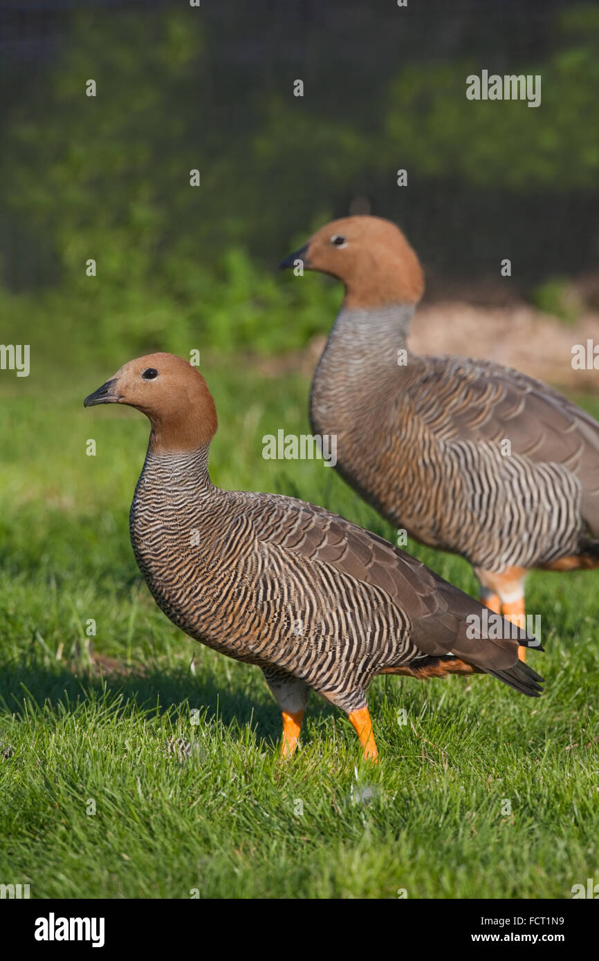 Ruddy-headed Goose Chloephaga rubidiceps. Pair. Stock Photo