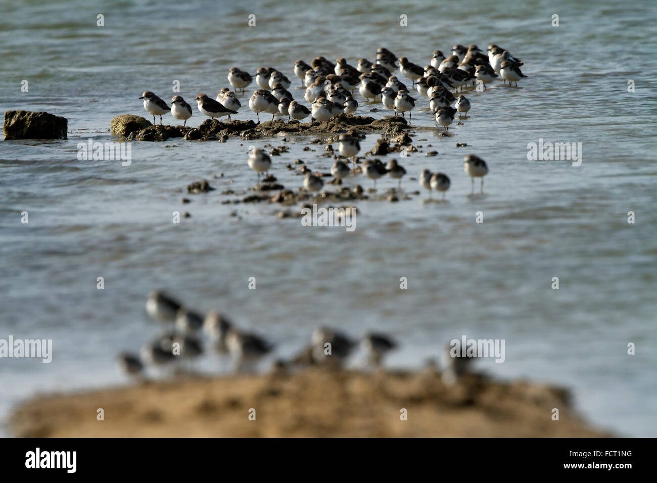 The sand plover (Charadrius mongolus) is a small wader in the plover family of birds. Stock Photo