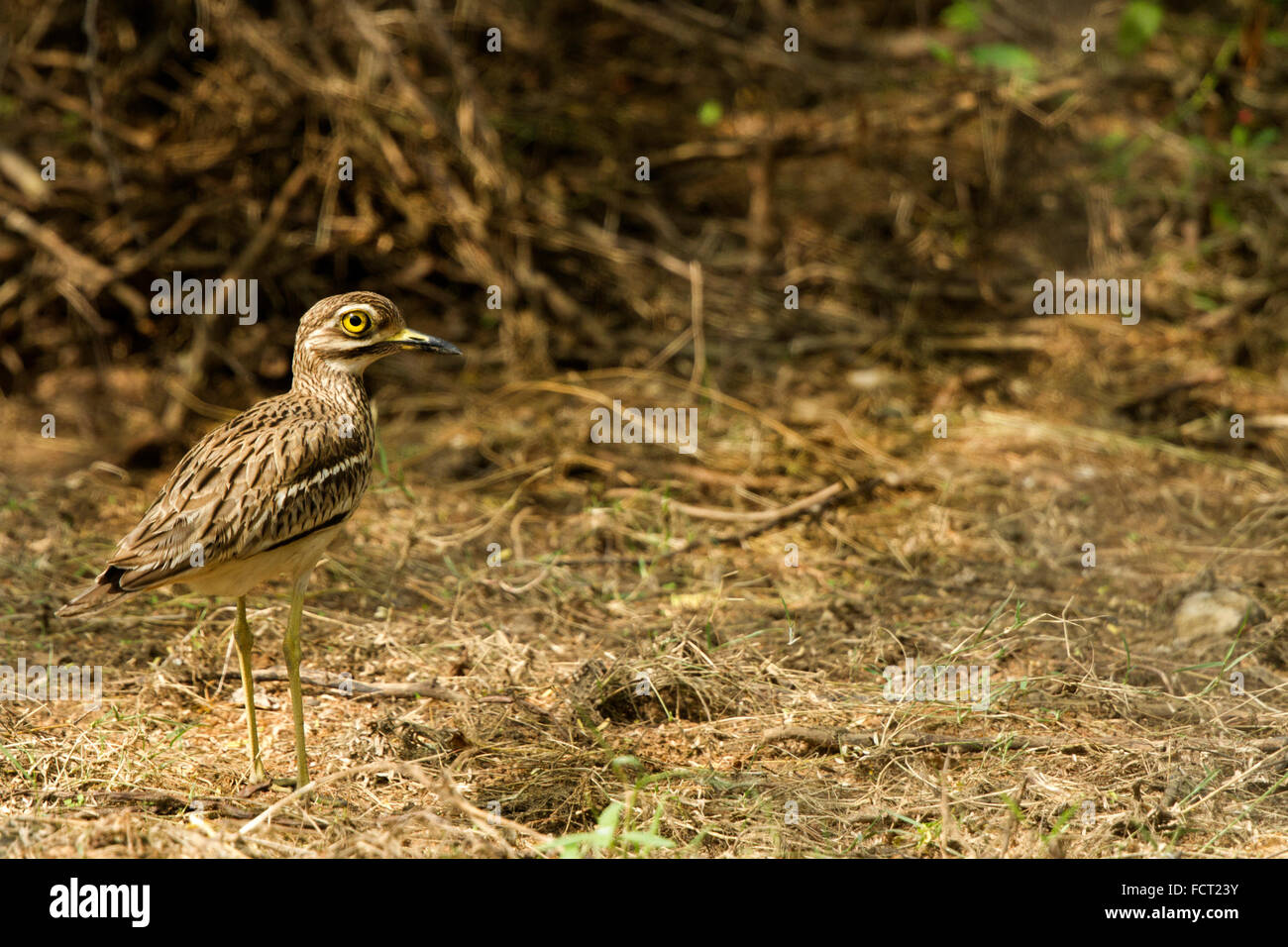 The Indian stone-curlew or Indian thick-knee (Burhinus indicus) is a species of bird in the family Burhinidae. Stock Photo