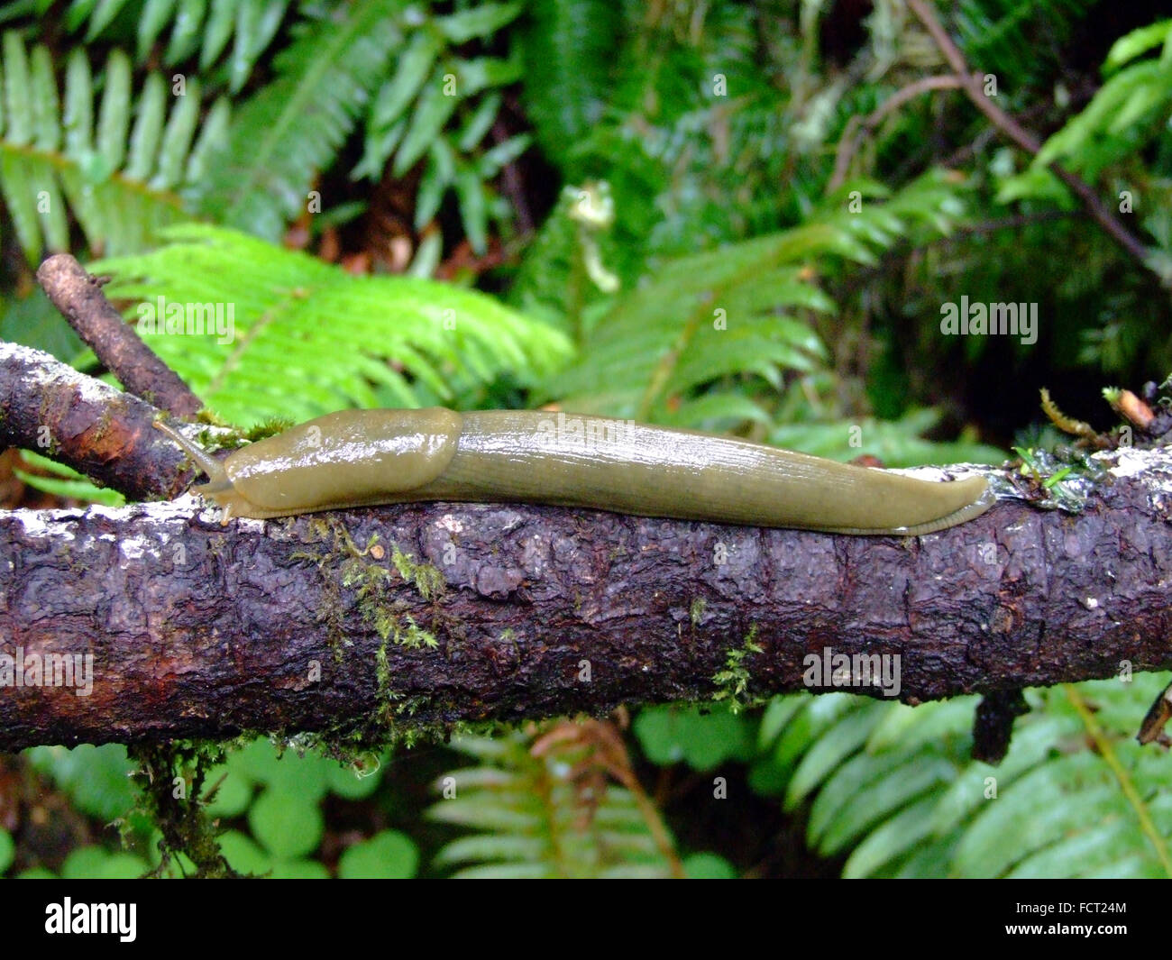 Banana Slug from Quinault Lake area of Washington state Stock Photo Alamy