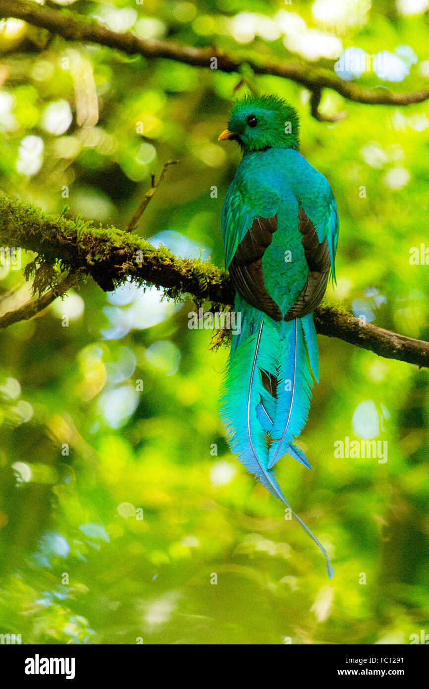 resplendent Quetzal from Costa Rica Stock Photo