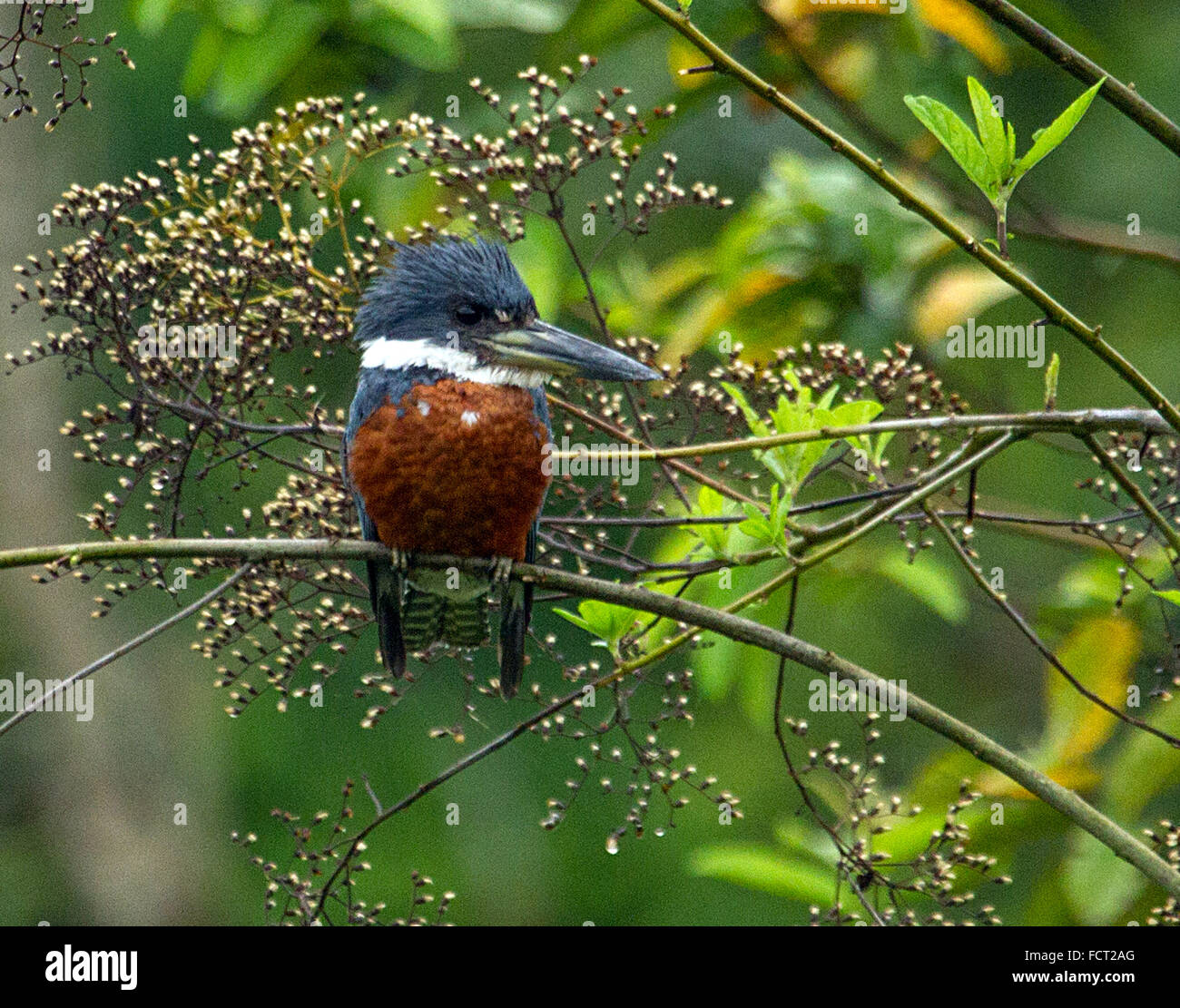 Amazon kingfisher from Costa Rica Stock Photo