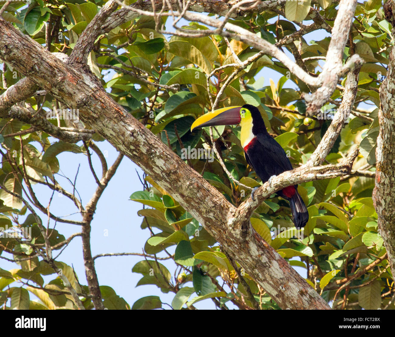 Toucan from Costa Rica Stock Photo