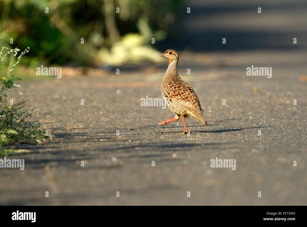The grey francolin Francolinus pondicerianus is a species of francolin found in the plains and drier parts of South Asia. Stock Photo