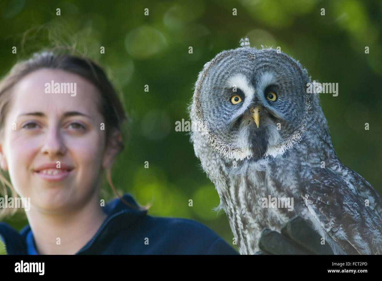 Great Grey Owl (Strix nebulosa) and Trainer (Homo sapiens). Both human and owl have forward facing eyes allow binocular vision. Stock Photo