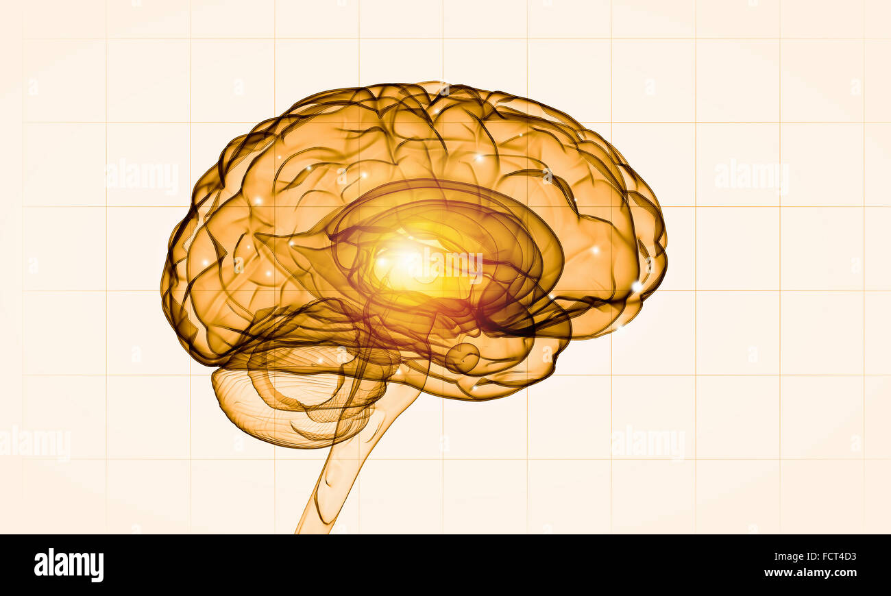 Science image with human brain on white background Stock Photo - Alamy