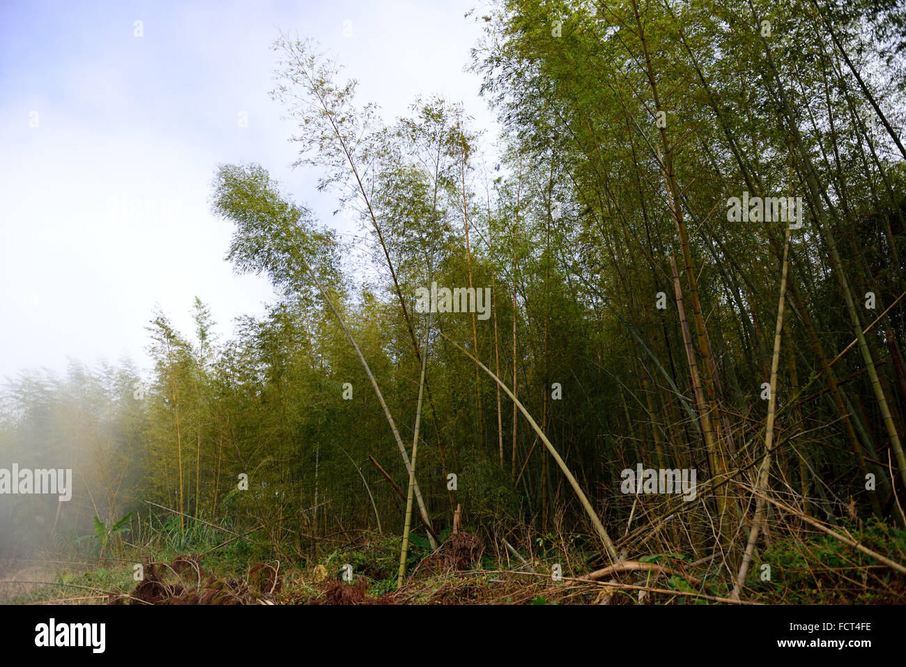 bamboo grove,Landscape of mountain trail in Taiwan Stock Photo Alamy