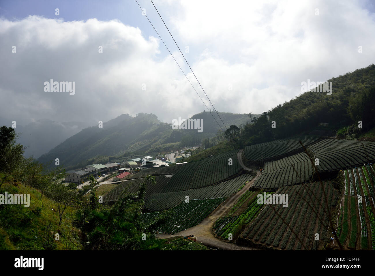 Tea plantation in Chiayi, Taiwan tea plantation landscape sun Stock Photo
