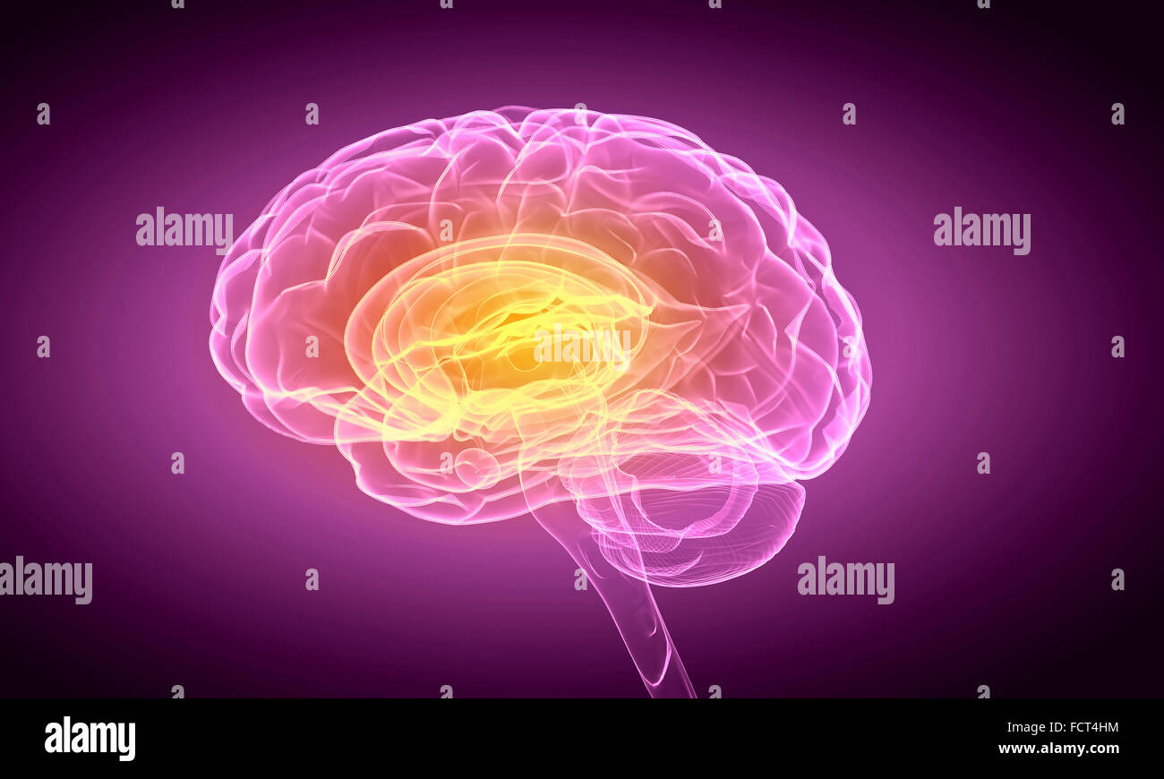 Science image with human brain on purple background Stock Photo Alamy