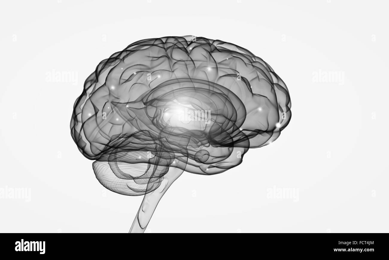 Science image with human brain on white background Stock Photo Alamy