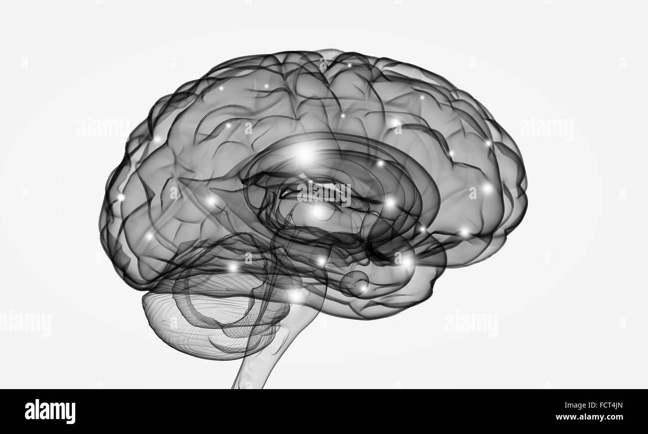 Science image with human brain on white background Stock Photo - Alamy