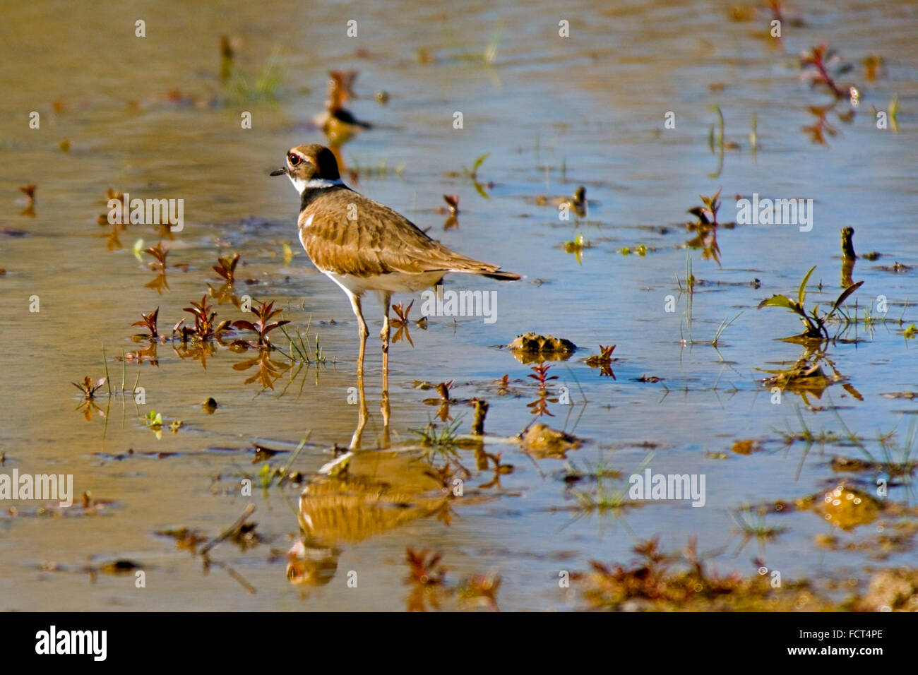 A killdeer sits by a pond in a marshland area. Stock Photo