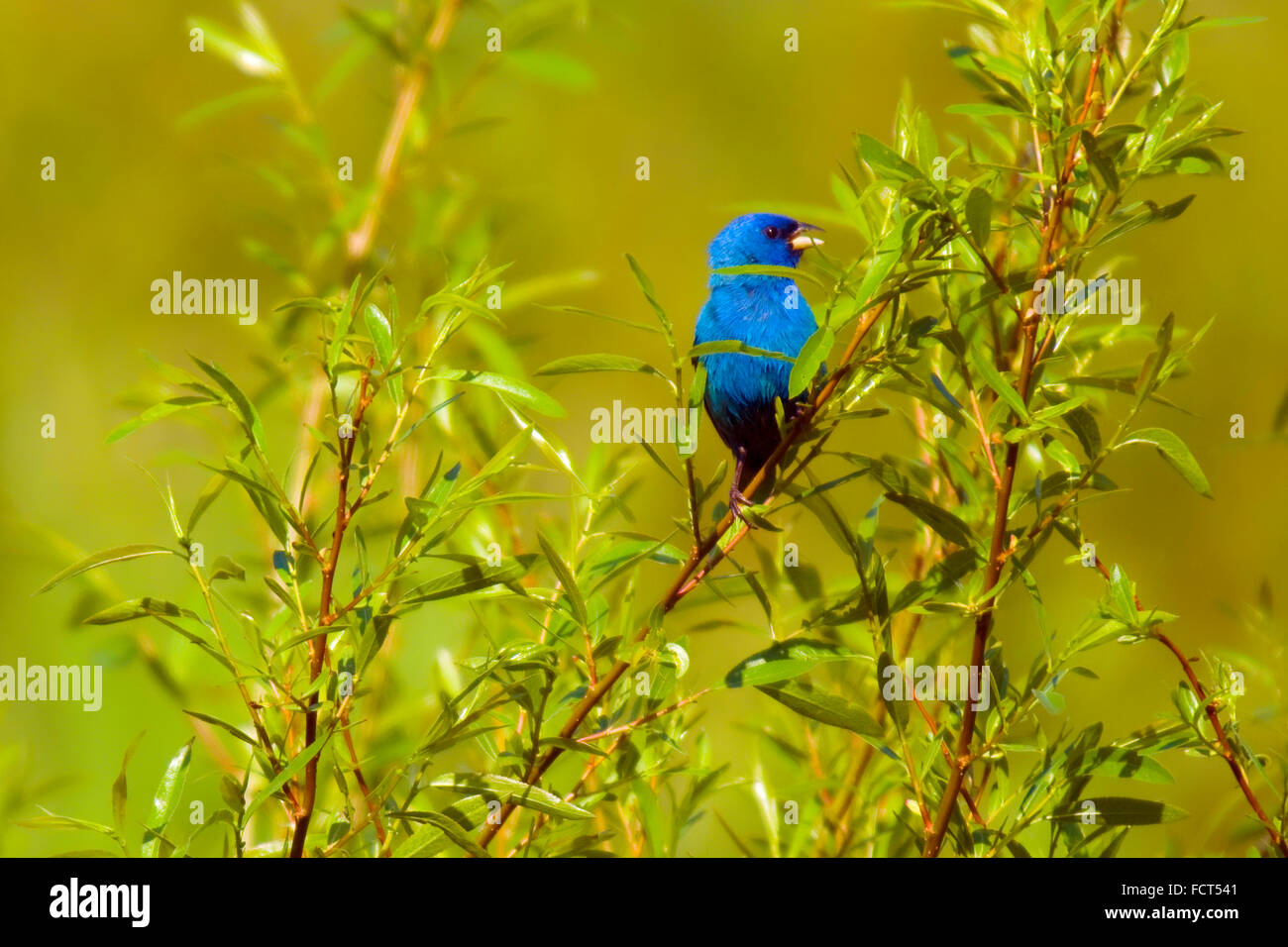 Bush fowl hires stock photography and images Alamy