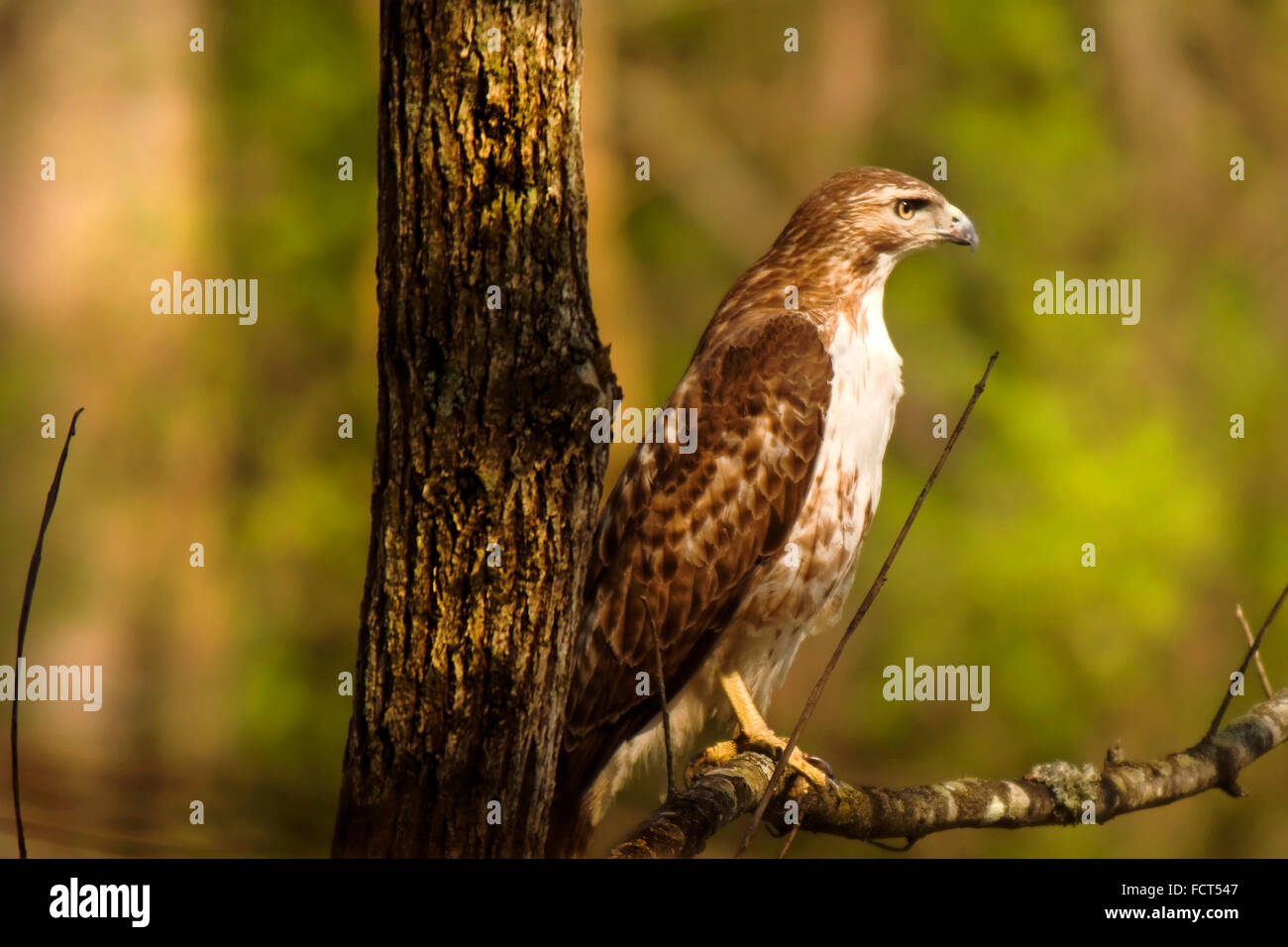 Red-tailed hawk (buteo jamaicensis) close-up, on a limb of a tree. Stock Photo