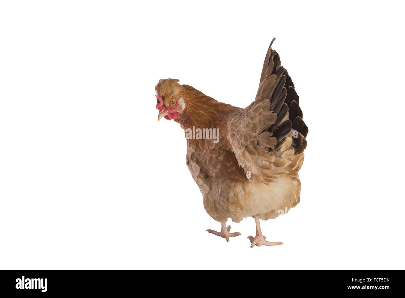 Chicken tail hi-res stock photography and images - Alamy