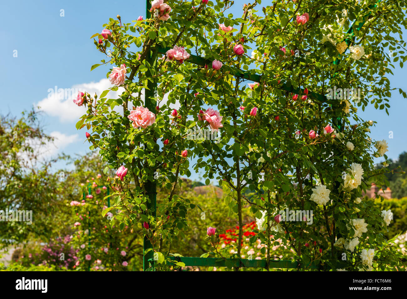 Beautiful pink roses climbing hi-res stock photography and images - Alamy