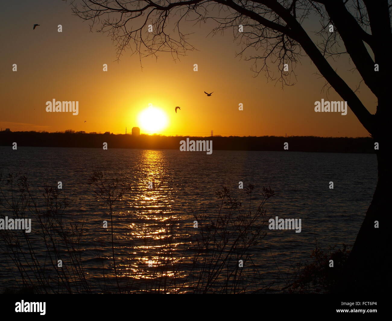 Clydesdales Visit Dallas Stock Photo Alamy