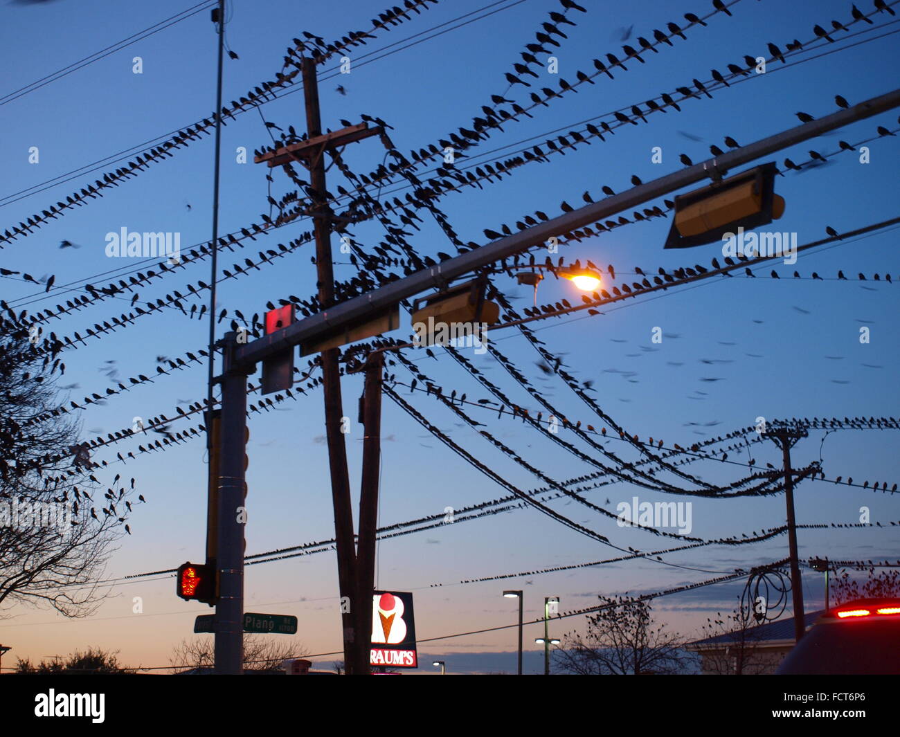 Clydesdales Visit Dallas Stock Photo Alamy