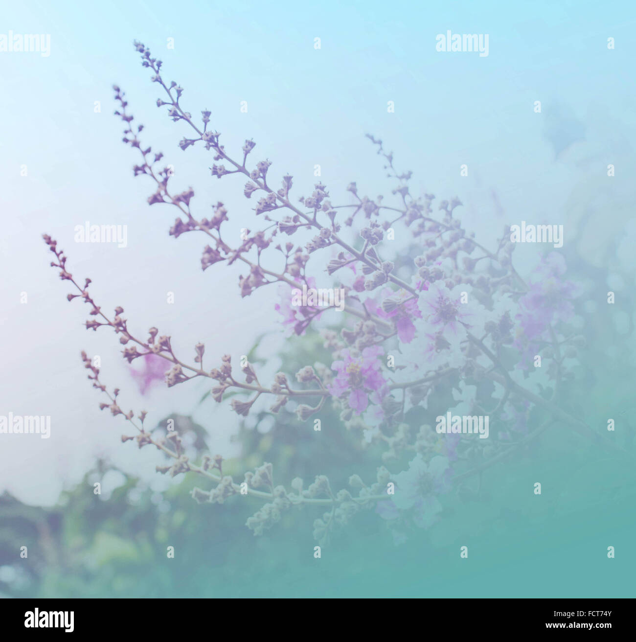 Lilac and magnolia trees hi-res stock photography and images - Alamy