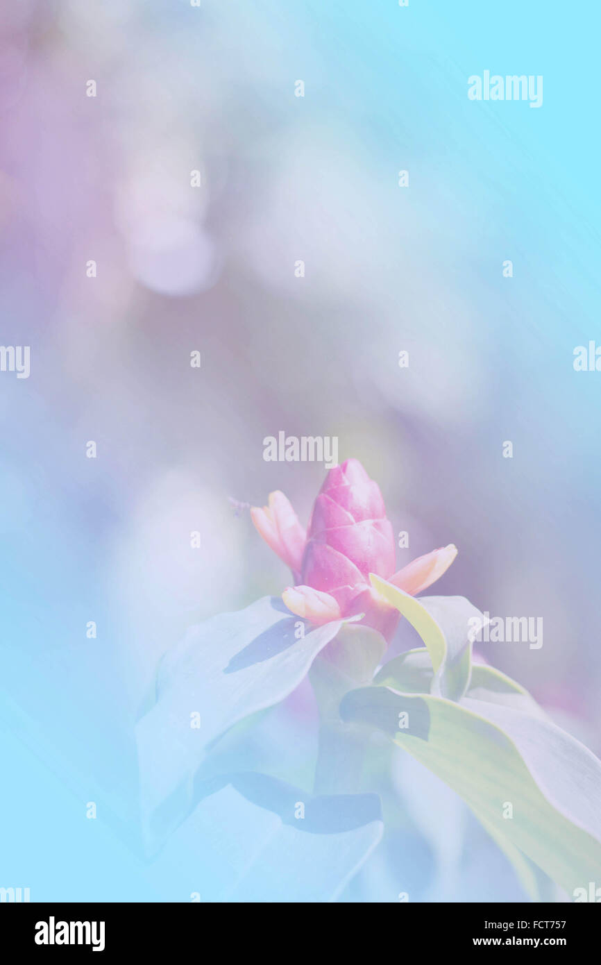 Red flowers with of blurred backgrounds Stock Photo