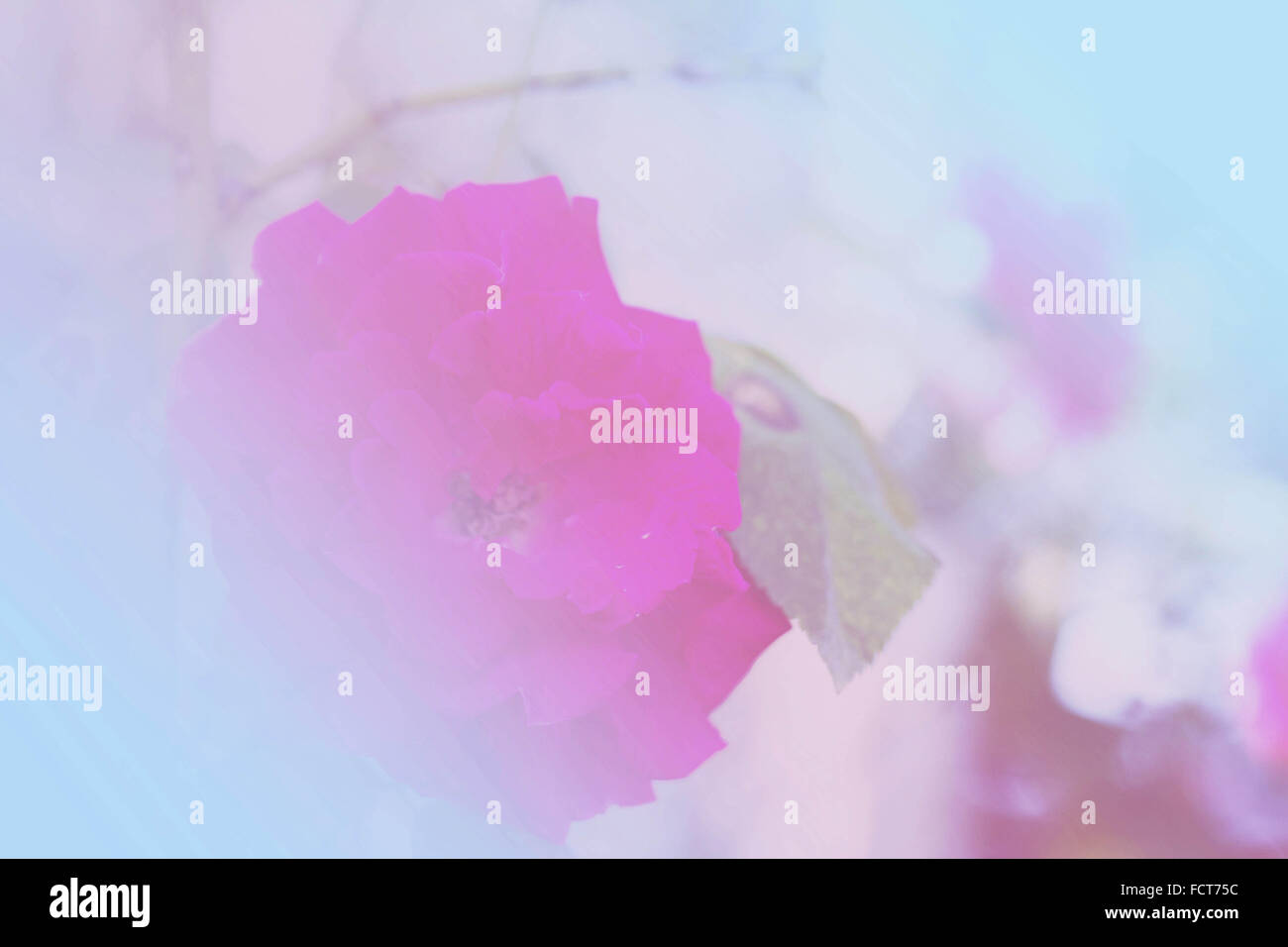 Blurred rose on background colors. Stock Photo