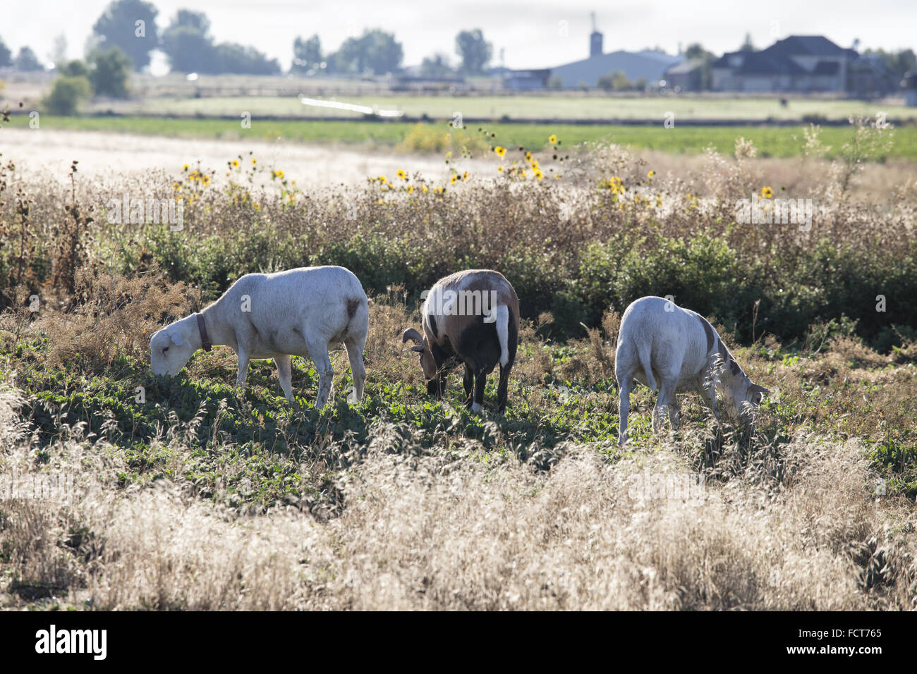 Three sheep eating grass in field with sunflowers Stock Photo - Alamy