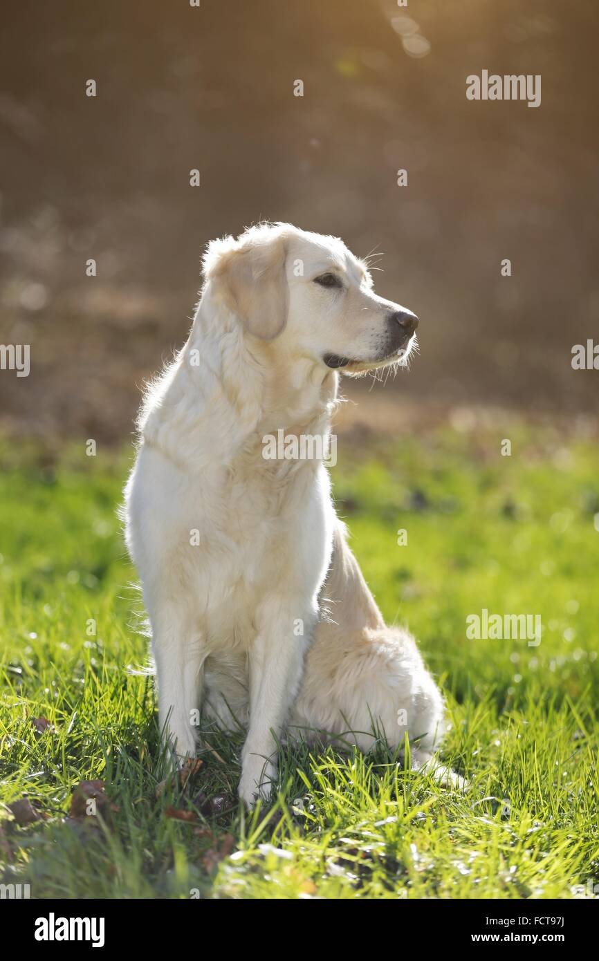 sitting Golden Retriever Stock Photo - Alamy