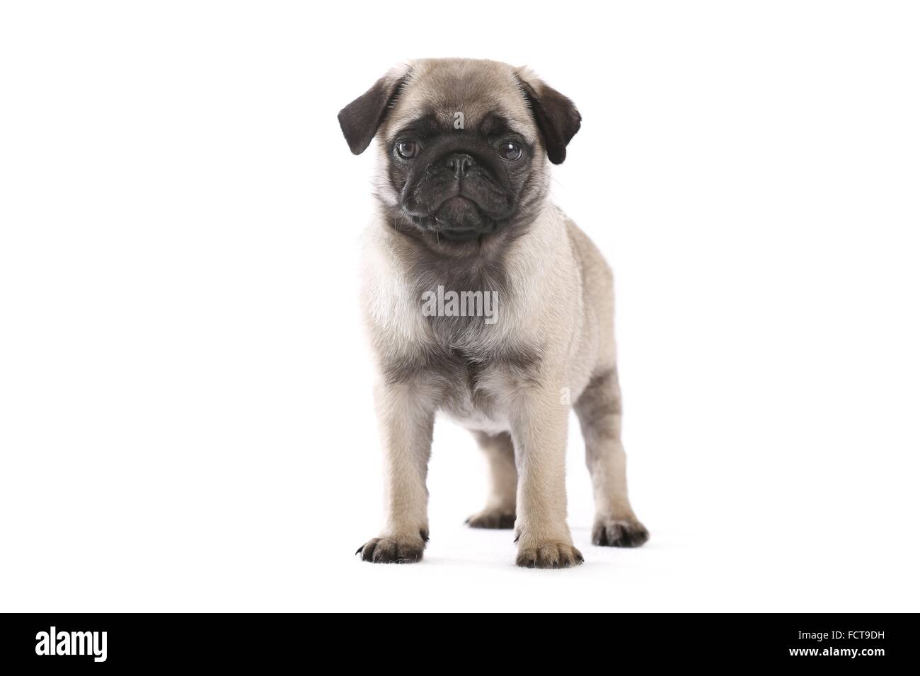 Pug Puppy Stock Photo