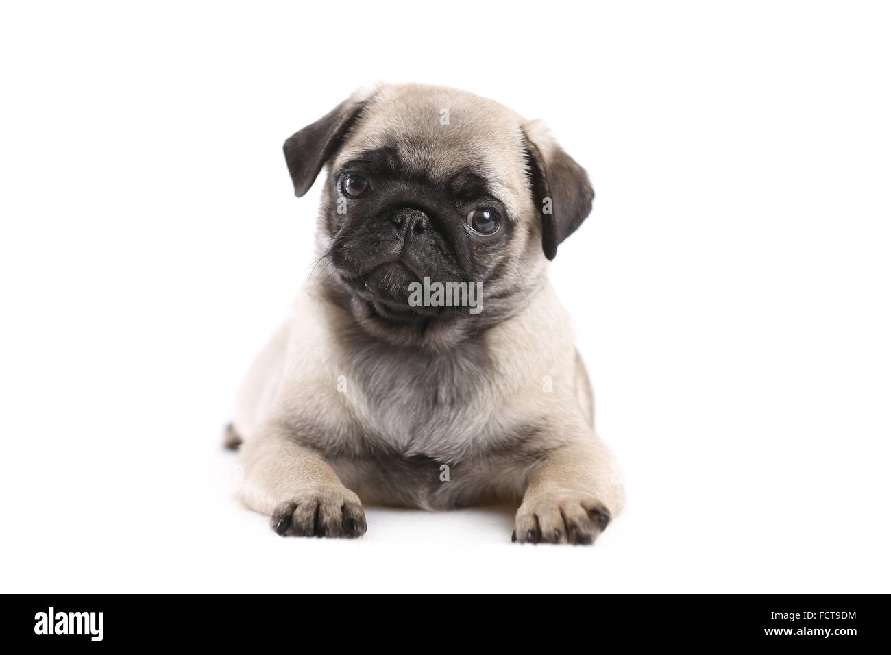 Pug Puppy Stock Photo