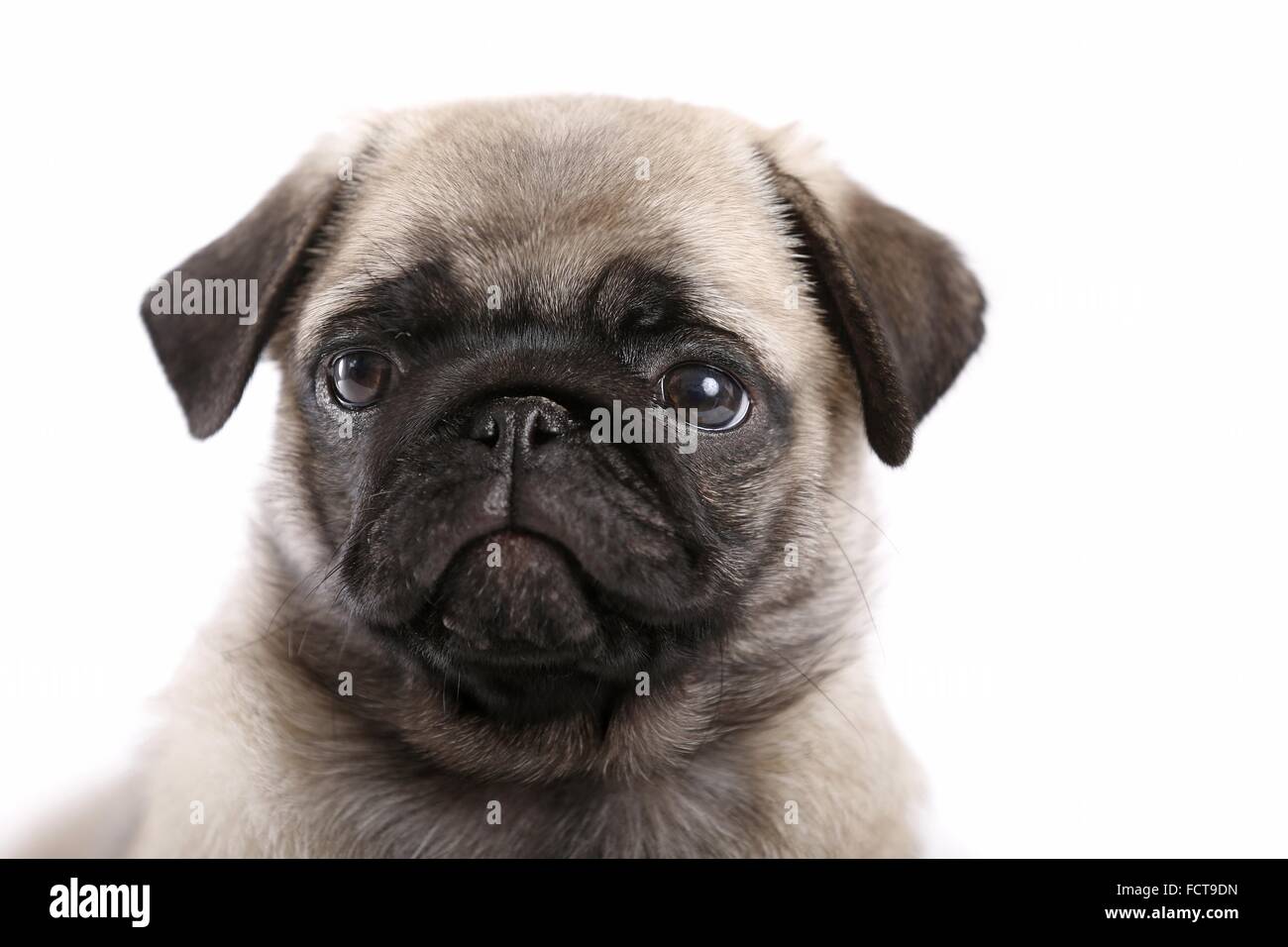 Pug Puppy Stock Photo