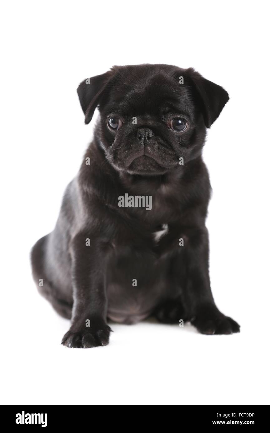 Pug Puppy Stock Photo