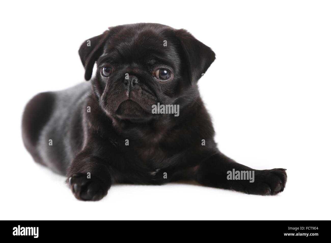 Pug Puppy Stock Photo