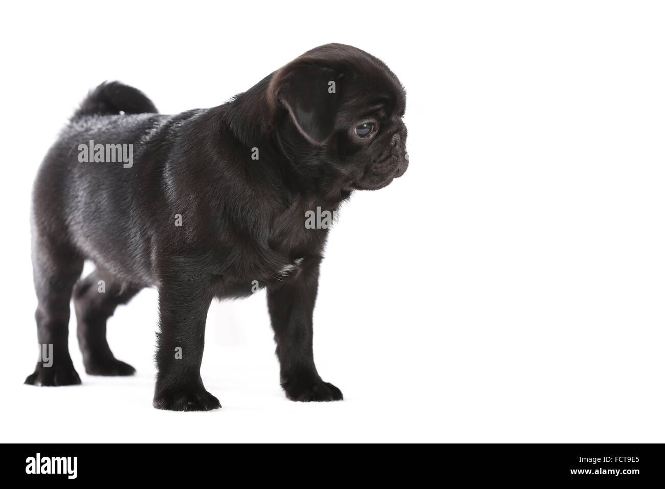 Pug Puppy Stock Photo