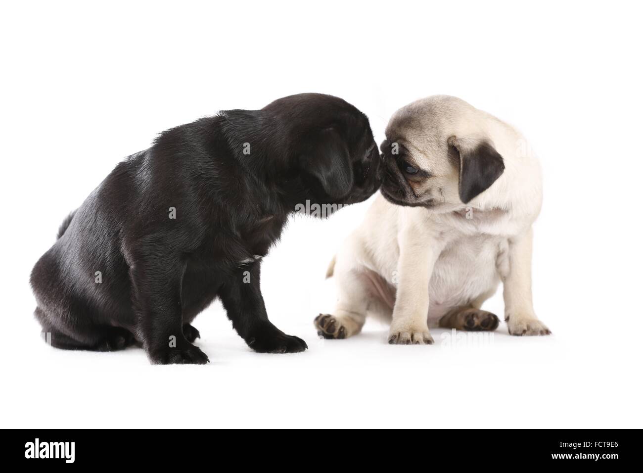 Pug Puppies Stock Photo