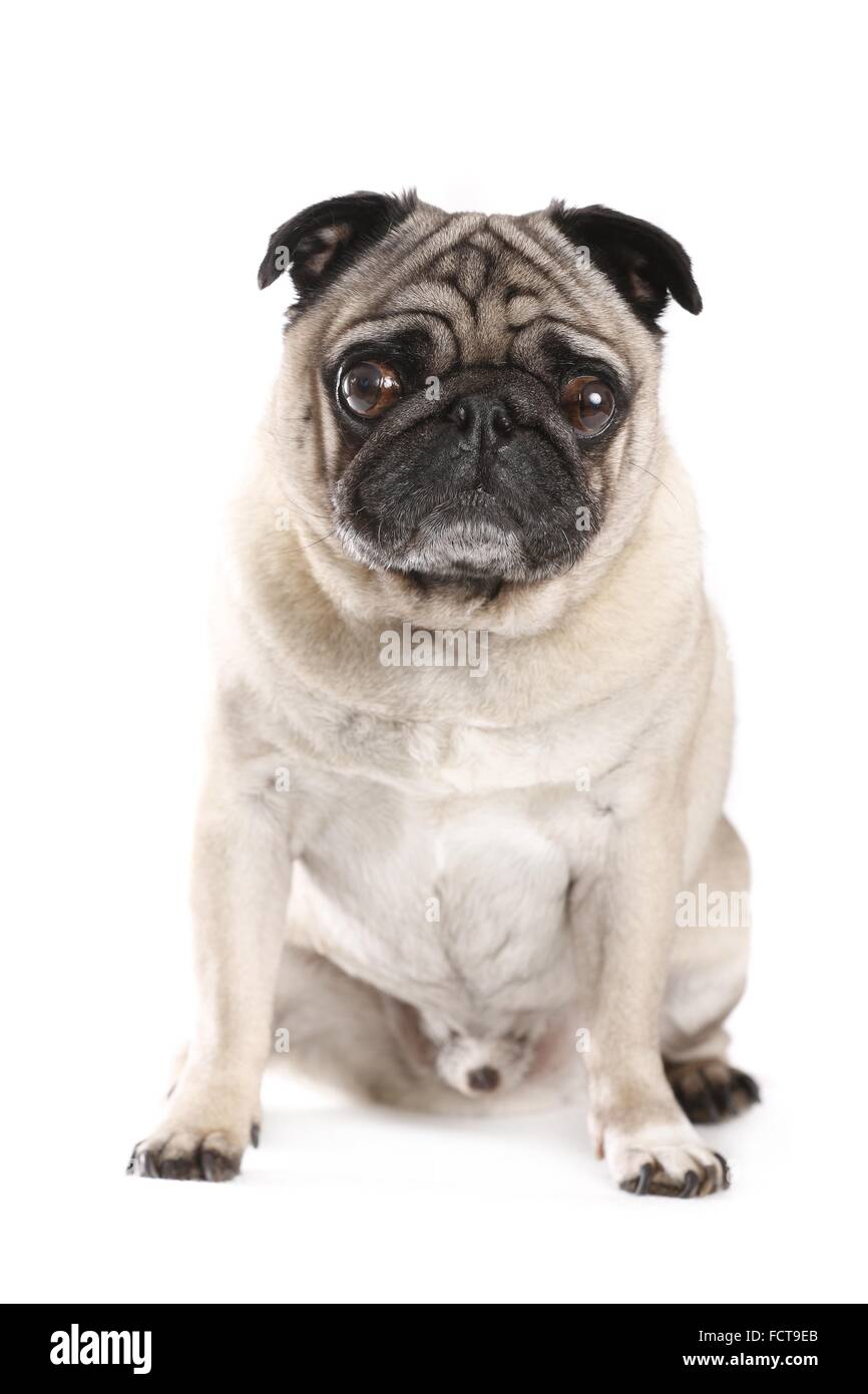 sitting pug Stock Photo