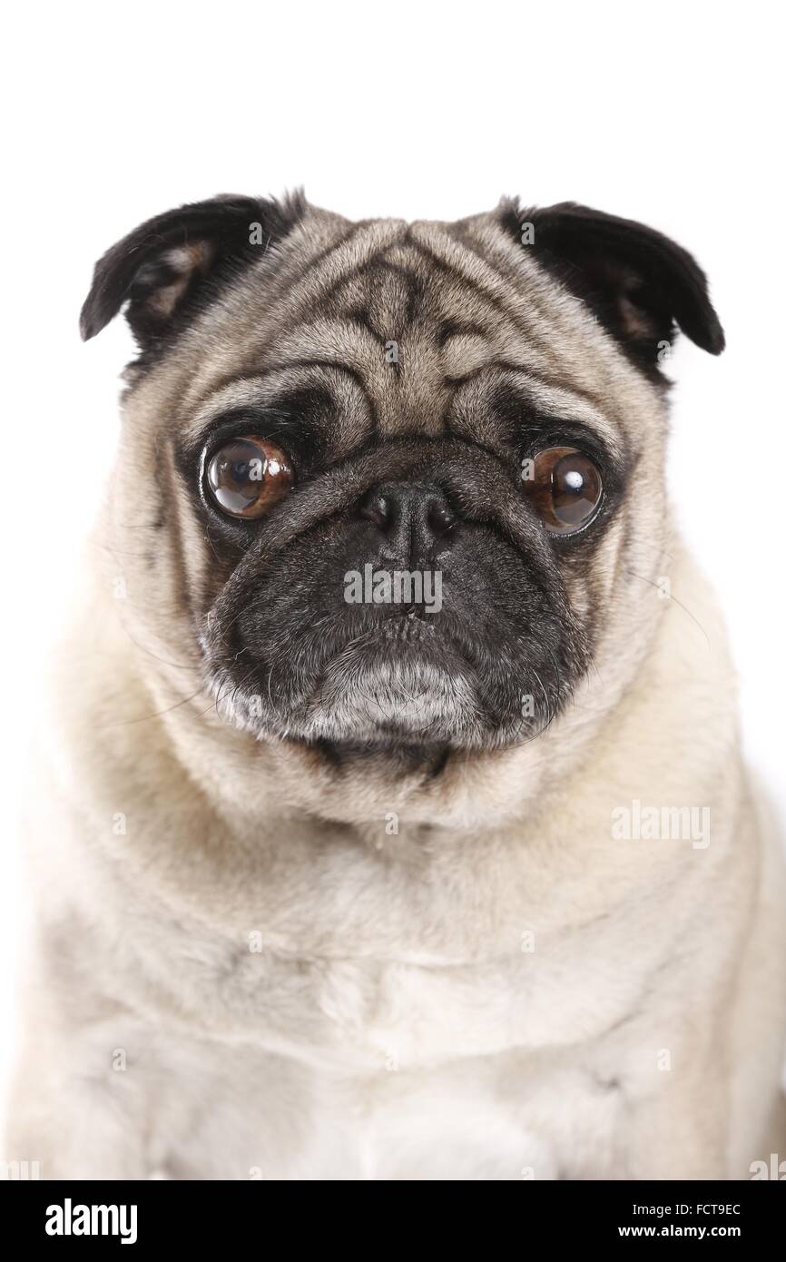 pug portrait Stock Photo