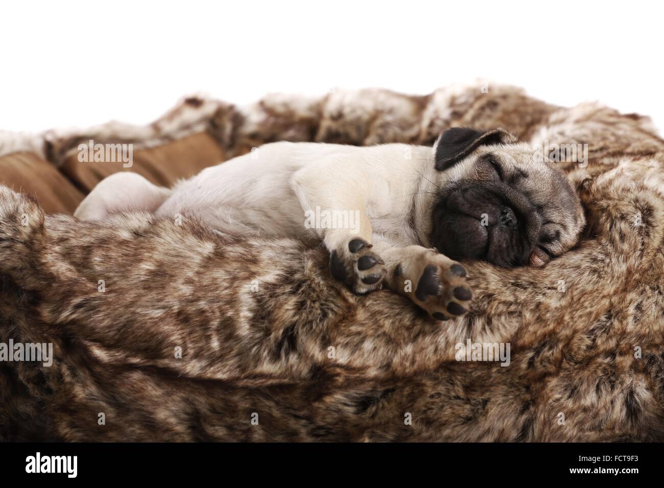 Pug Puppy Stock Photo