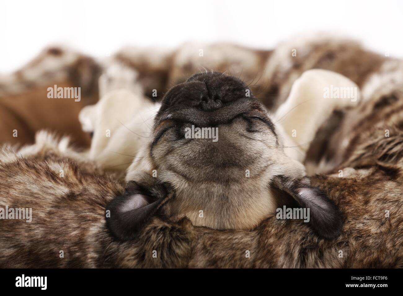 Pug Puppy Stock Photo