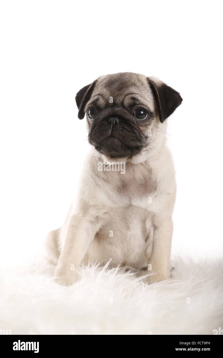 Pug Puppy Stock Photo