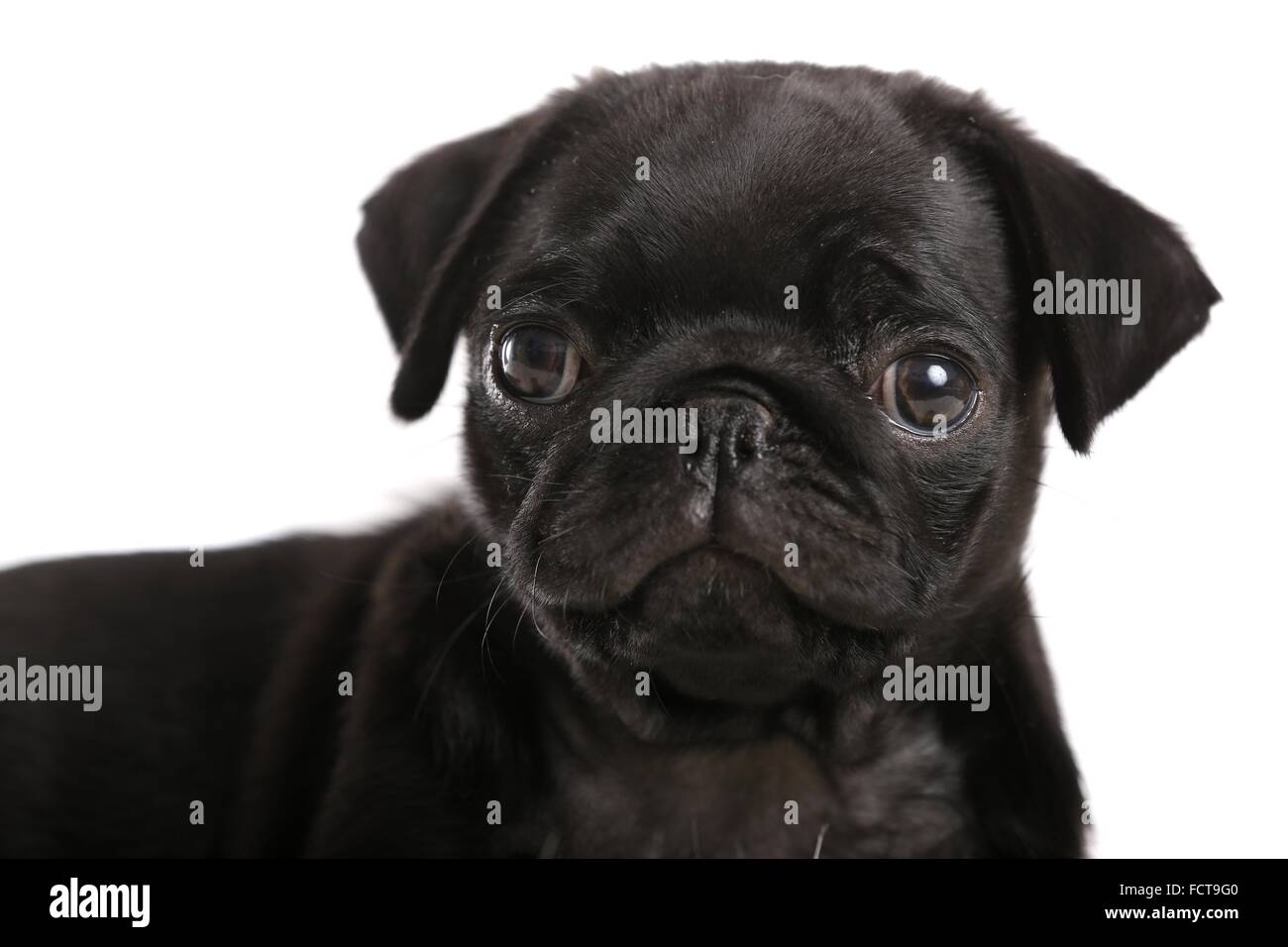 Pug Puppy Stock Photo