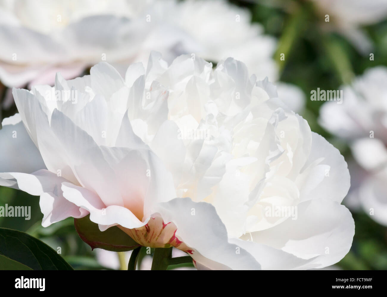 close up of white peony flower Stock Photo
