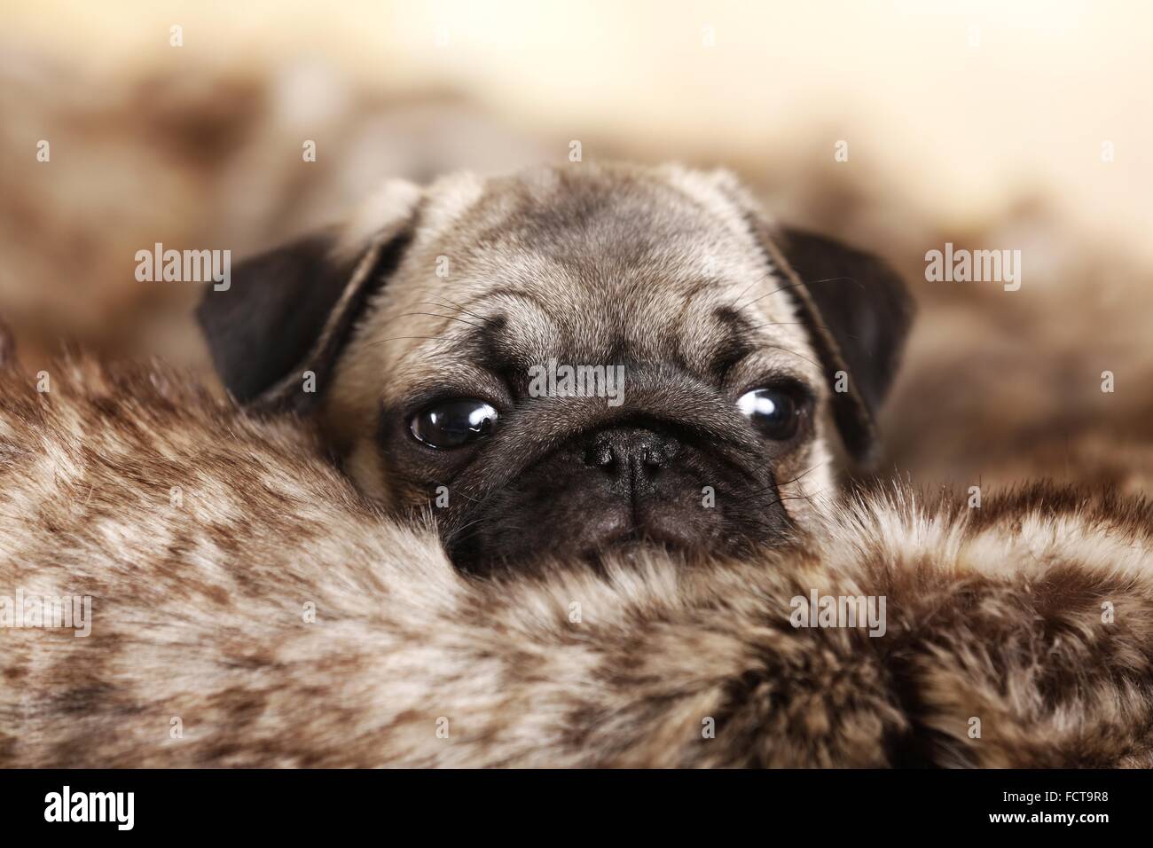 Pug Puppy Stock Photo