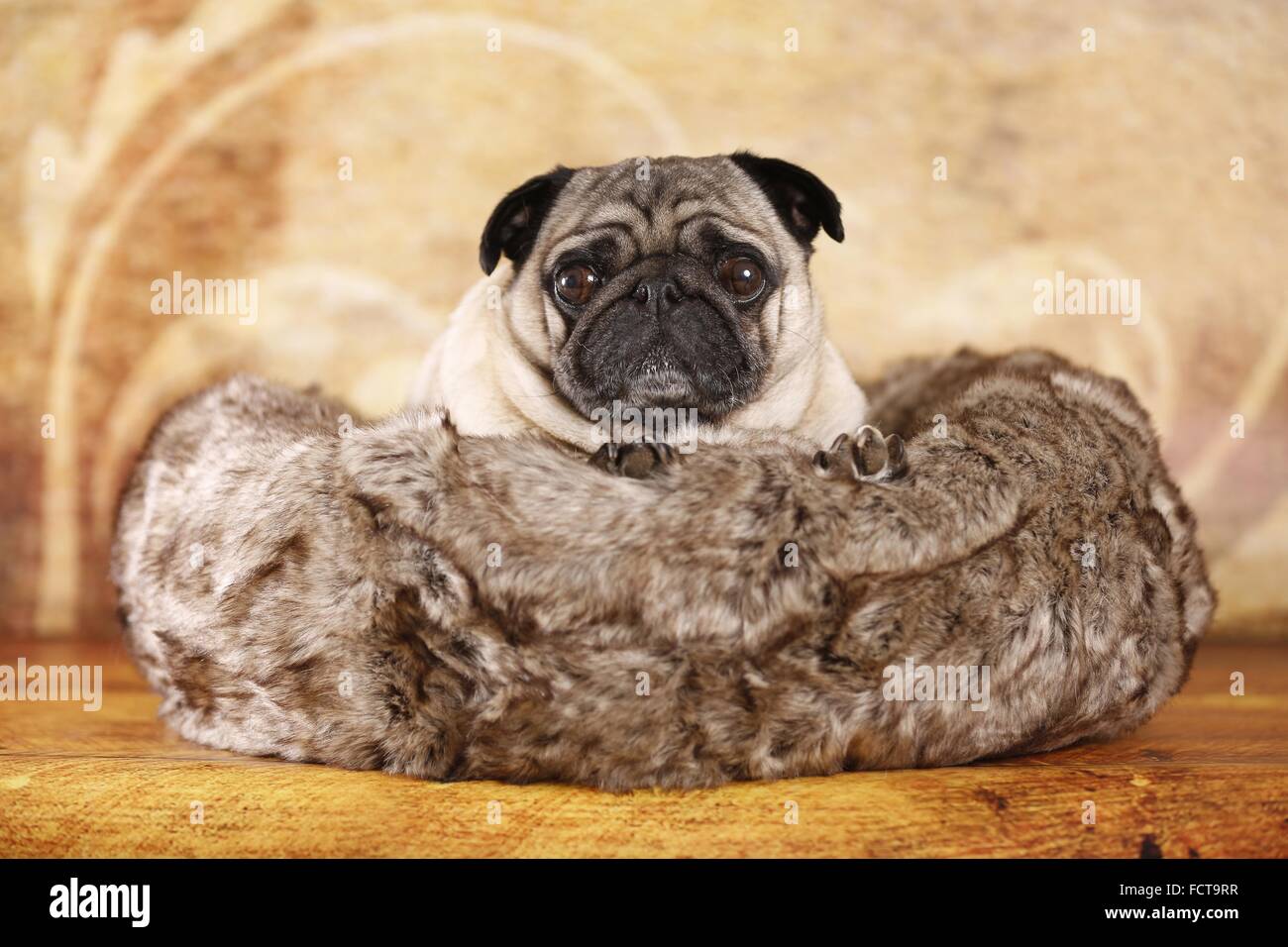 pug Stock Photo