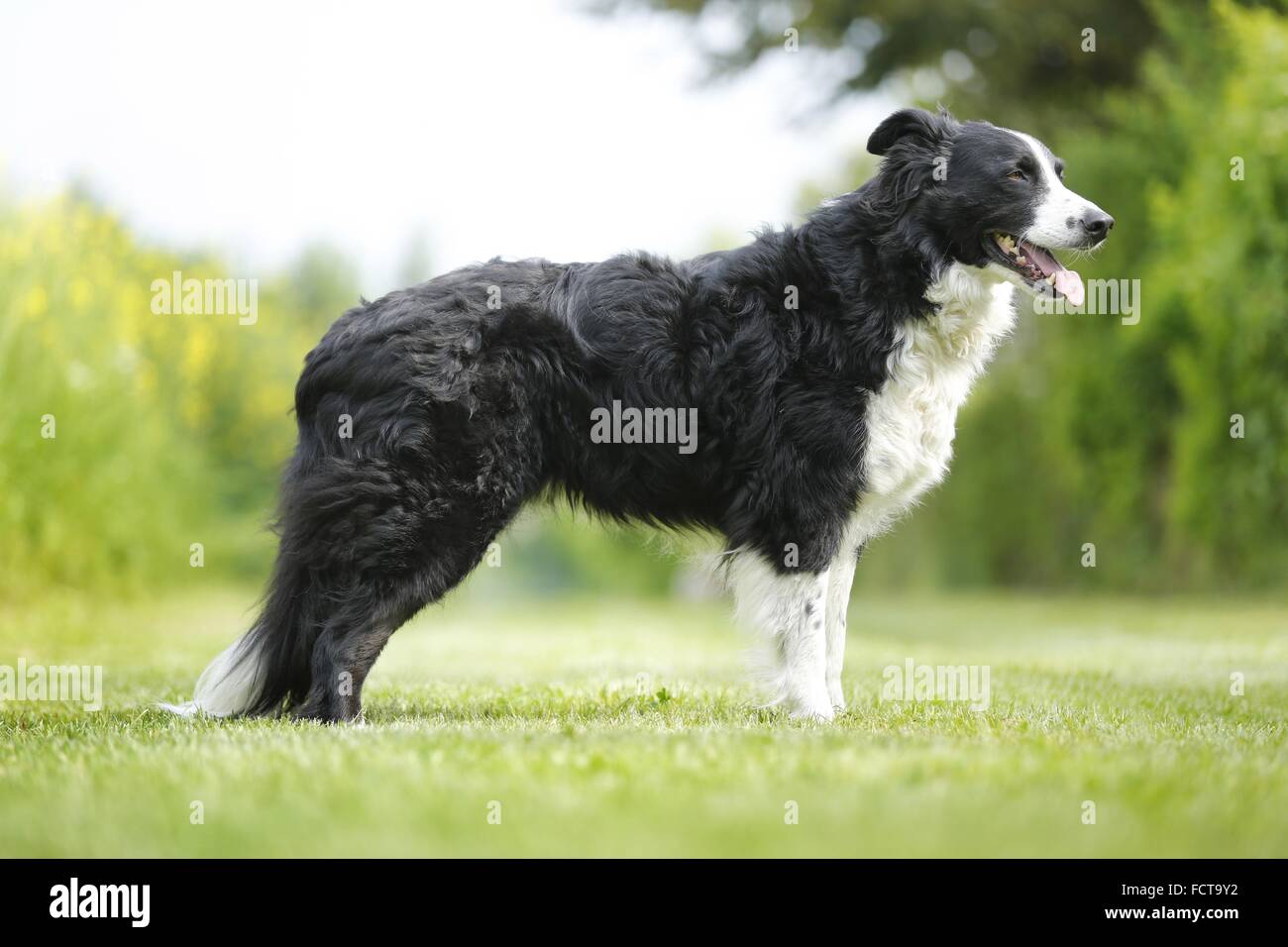 Border Collie Stock Photo