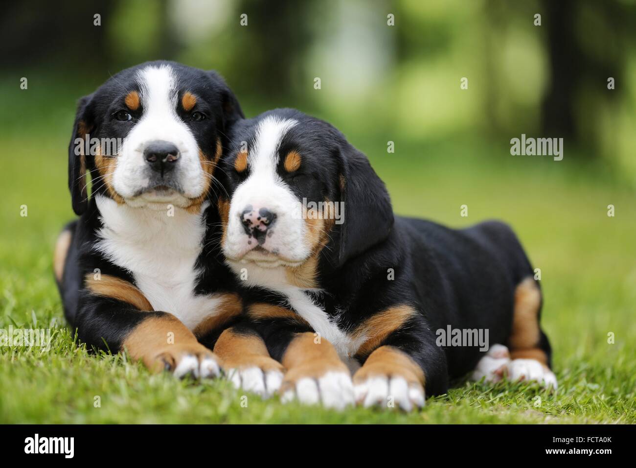 2 Greater Swiss Mountain Dog Puppies In The Countryside Stock