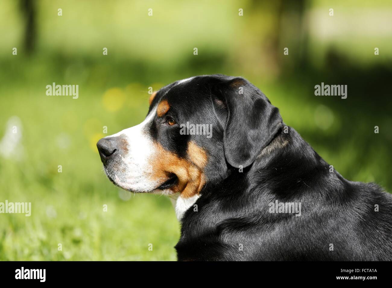 Greater Swiss Mountain Dog Portrait Stock Photo