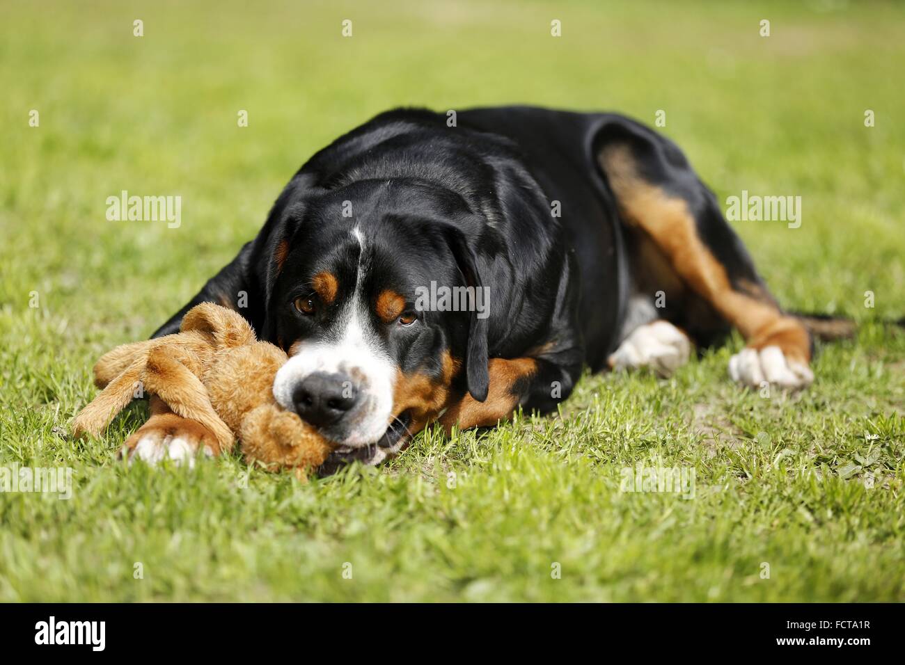 lying Greater Swiss Mountain Dog Stock Photo