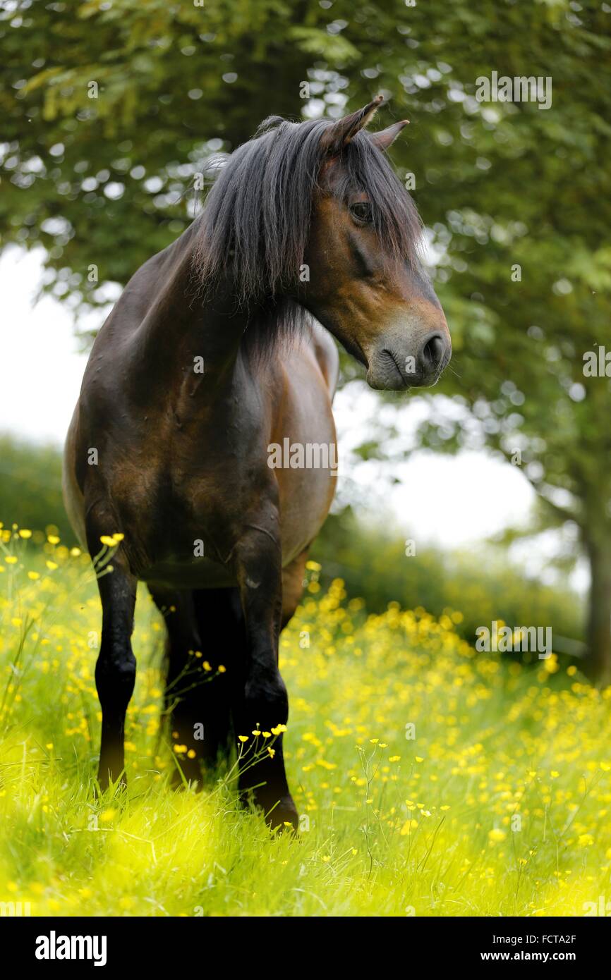 Paso Peruano Stock Photo