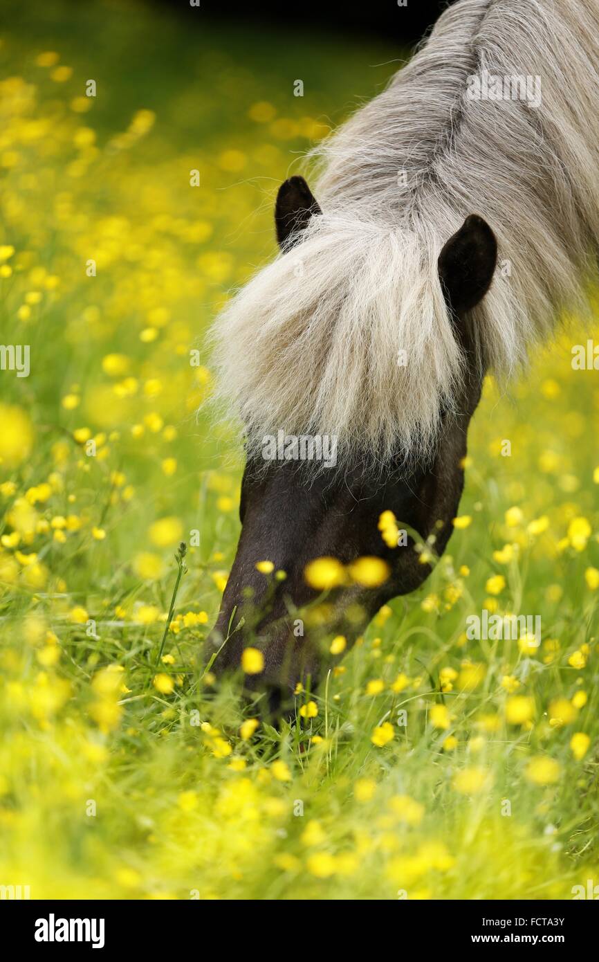 browsing Icelandic horse Stock Photo