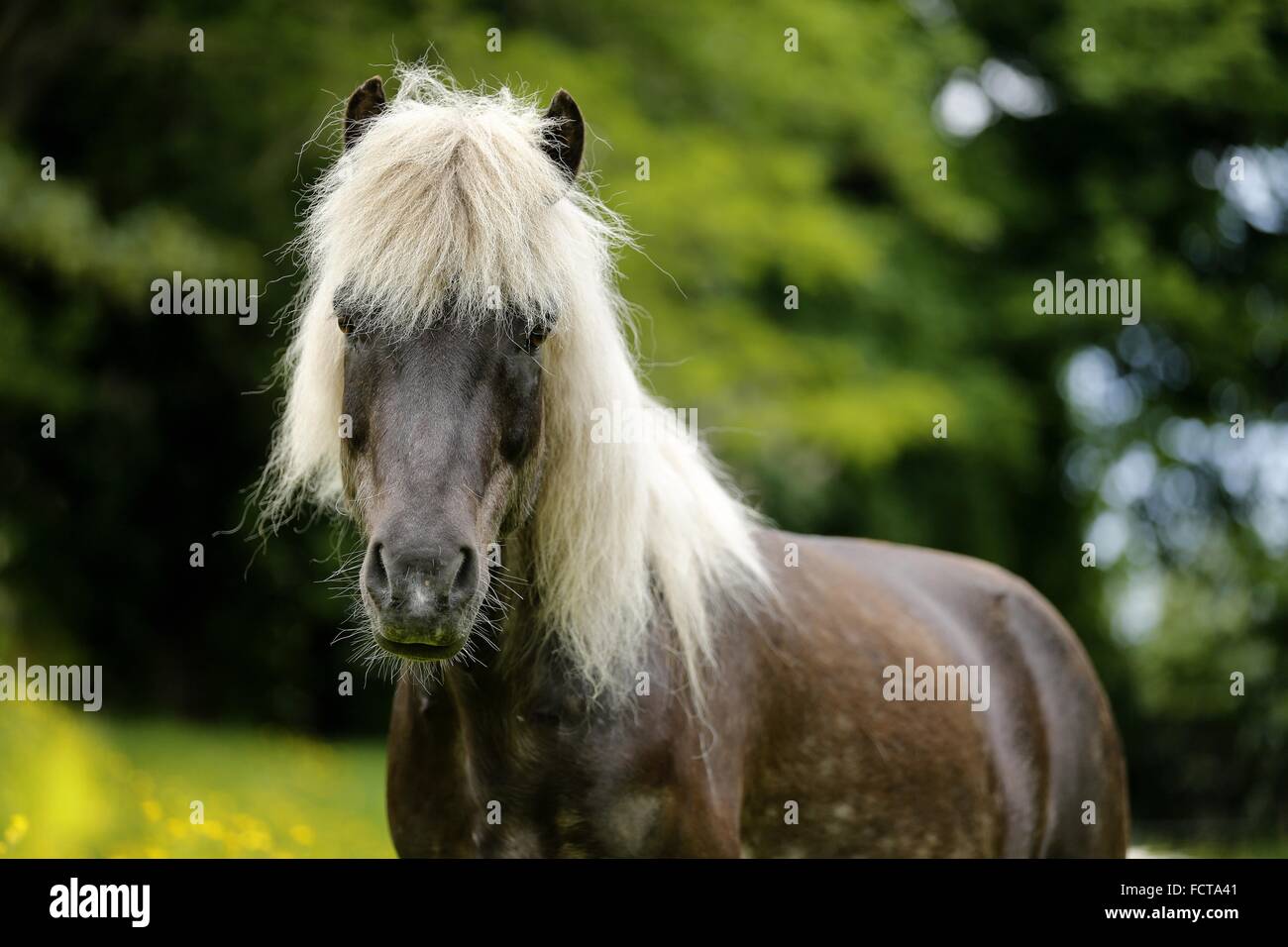 Icelandic horse Portrait Stock Photo